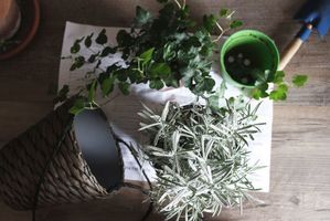 Intégrer les plantes dans son intérieur